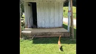 Old country smokehouse restoration