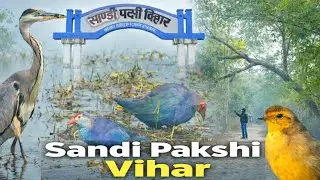 Birds of Sandi Pakshi Vihar | Peaceful Nature Cinematic ||