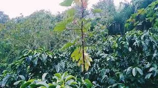 Caf&eacute; y Clima - La Alianza, San Jos&eacute; de Colinas, S.B