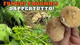 PRUGNOLI INFINITI sono DAPPERTUTTO!