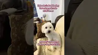 Episode 5 of Things my Maltese does. Follow for Maltese info and cuteness. #maltesedogs #maltesedog