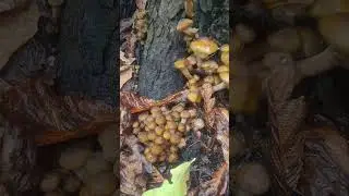 Roadside mushrooms 🍄 careful what you pick #park #mushroom #mushroomfarm
