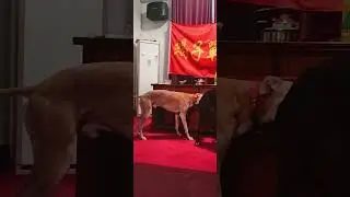 Creator training between dogs in action 19