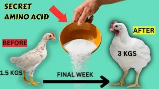 3KGS BOOSTING FINAL WEEK CHICKEN WEIGHT USING METHIONINE