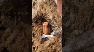 Bay Diamond Hunter Finds Sea Creature Fossil Formed 💎 Rare Gemstone Discovery!