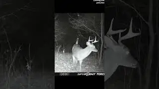 Whitetail Bucks on Spypoint trailcam.