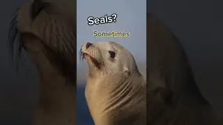 What Sea Animals Do I See While Surfing? #surf #surfing  #seaanimals #animals