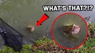 ULTRA LIGHT UK 🇬🇧 LURE FISHING for PERCH AND PIKE! #fish #pike #perch