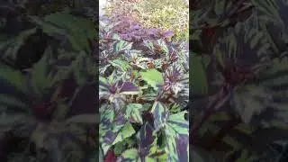 short video#coliyas plants#sale#shyma's home garden