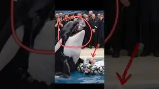 Sad News Jessica and dolphin. Jessica is no more #Jessica #orca #attack #JessicaRadcliffeOrca