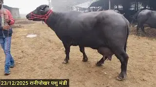 आज रानीपोखर पशु मंडी में बड़ी बड़ी भैंस आई है बिकने के लिए #ranipokharpashumandi