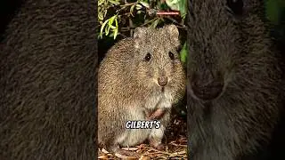 Gilbert's Potoroo: Australia's Rare Gem! #naturelovers #facts #wildlife