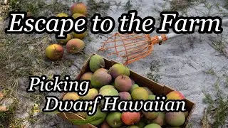 Escape to the Farm | Picking 'Dwarf Hawaiian' Mangos