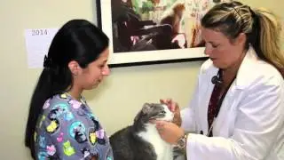 Arrow Dog and Cat Hospital - Short | Montclair, CA