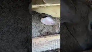 # Nesting Giant chinchilla