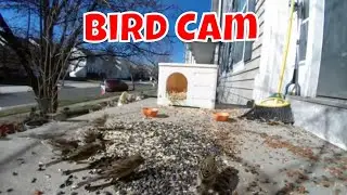 Live Bird Cam For Thursday! 😻🦌🦊🐦🦝