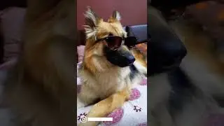 My Dazey is Growing 🥰 #germanshepherd #mypet #dog #growth #lovemydog # #nightchanges #onedirection