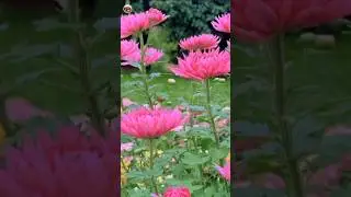 Stunning Flower Gardens: Discover the Beauty of Nature's Blossoms | #shorts