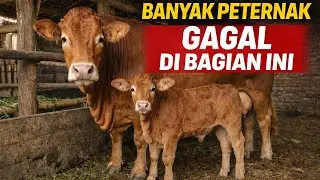 2 Tahun INDUK MACET! Tiba2 LAHIR Pedet Idaman Calon 1 Ton Up, SIAP IKUT KONTES! Review KANDANG DESA!
