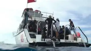 Take the Plunge with South Beach Divers!