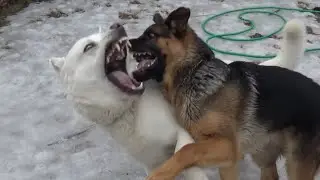 Labrador vs German Shepherd