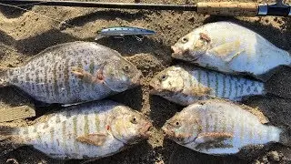 Surf Fishing with the Lucky Craft Flash Minnow
