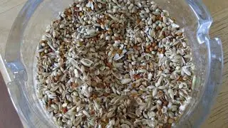 CLEANING BIRD SEED||STOP WASTING SEEDS ||#birds #cockatiel #pets #short