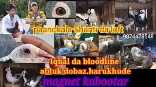 Santi Da panchla Iqbal da blood line Orijinal abluk #pigeon  magnet #kabootar haru khude #kabutar