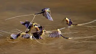 insects - on the river // vn chef