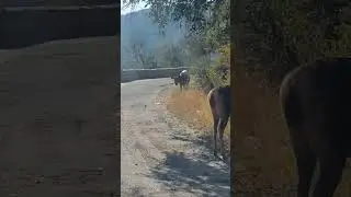 Sambhar dear, Sariska buffer zone alwar #travel #trending #shorts #youtubeshorts #wildlife #youtube