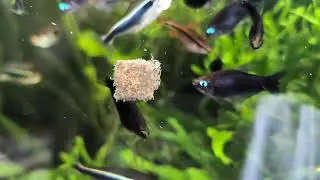 Black Emperor Tetras feeding on Tubifex