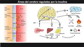 5 2 1 Introducción al metabolismo del cerebro