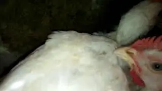 CRD in Broiler Chicken