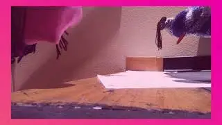 Puppet show on Gender Equality!