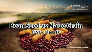 Bean Seed vs Maize Grain - A visual difference