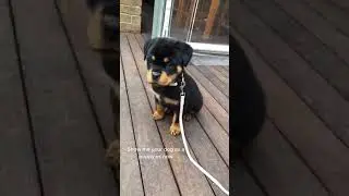 Show Me Your Dog As A Puppy Vs Now tiktok emma caccetta