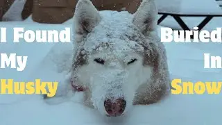This Is Why Huskies Are Built Different