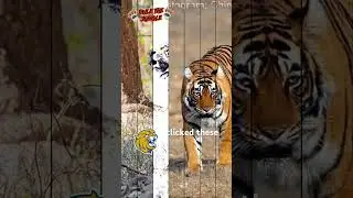 Close encounter with tigers from Ranthambore, Bandhavgarh and Kanha.  More to come.