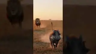 Lion vs Sneaky Warthog Firecracker Prank! 😂🦁💥 Epic showdown in the jungle