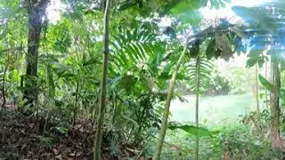La Selva Research Station: Site 4 Winter 2021 - Lowland Tropical Forest Interior