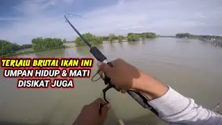 Terlalu Brutal !!! Umpan Udang Hidup Dan Mati Di Sikat juga
