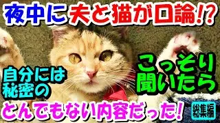 夜中に話声がするので起きたら、夫と猫が口論していた！こっそり聞いてみたら、自分には秘密のトンデモナイ内容だった!【猫の不思議な話】【総集編】