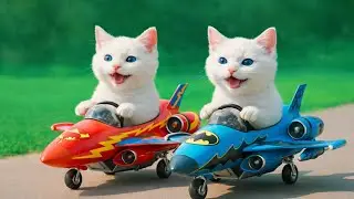 &ldquo;Adorable Cat Family Adventures | Black Mom Cat & Kittens 😻