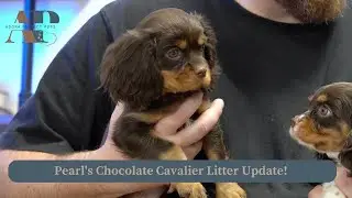 Pearl's Chocolate Cavalier Litter Update! Adora Perfect Pups