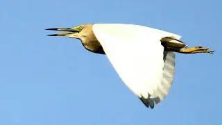 Kingfisher / Oriole/ Silverbil /Cormorant