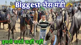 Biggest Indian Buffalo mandi | Bhains peeth in up | cheapest pashu bazar | सस्ती भैंस mandi सहारनपुर