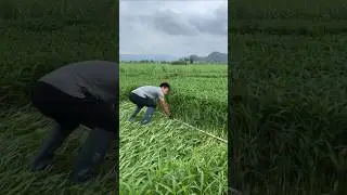 Is BENDING Crops with Sticks The NEW Farming Hack of 2026?