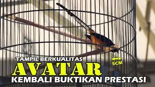 MURAI BATU AVATAR Kembali Buktikan Prestasi