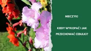 Mieczyki: kiedy wykopać i jak przezimować cebulki?