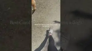Best  Carol Stream  Dog Parks ~ A Dog's POV